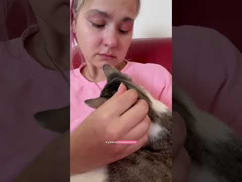 Люцифер и его потерянный хвост))