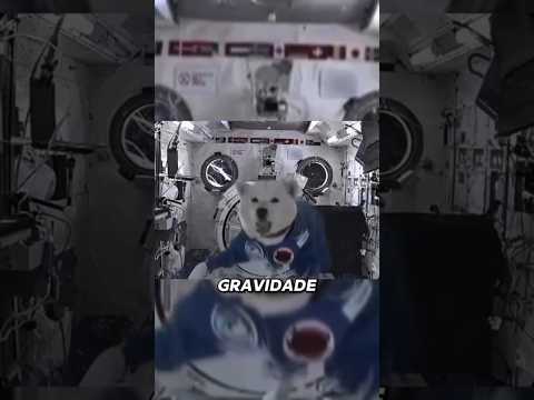 Como animais REAGEM  a GRAVIDADE ZERO #bicho #animal #curioso