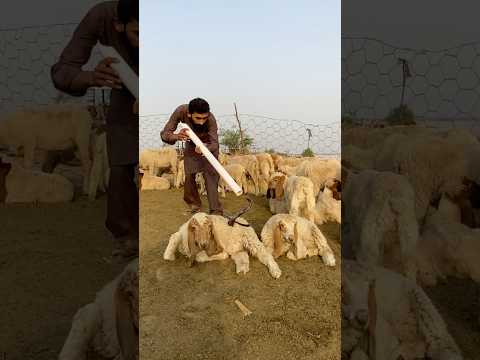 Nag raja