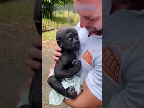 Baby Gorilla lost its mom ,but got a new life by this hero🥹