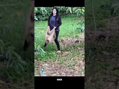 Catching the Worldโs Most Dangerous Fruit.๐ฑ