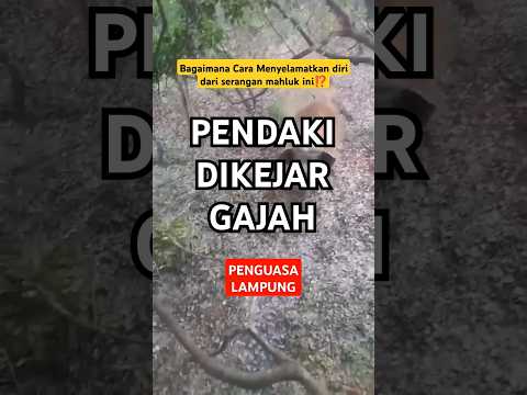 Pendaki Dikejar Gajah‼️#kondego #mountains #hiking #camping #traveling #pendaki #survival