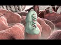 MicroRNA Functions and Applications