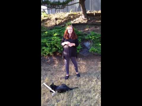 Kitsap Bank Edg3 Fund 2016 Country Pet Shoppe