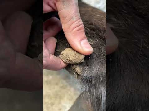 Come check out the hard chestnut removal! #farrier #oddlysatisfying #asmr #equestrianjourney