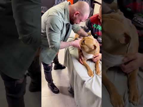 Skeletal correction for dogs #funny #funnydog #petsunited #pets #petsempire #funnypet #animals