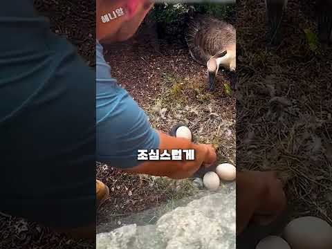 뱀에게 눈앞에서 알을 빼앗겨 버린 거위들