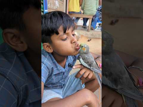 #মিরপুর আলী রাজার পাখি পান খায়