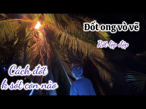Tối Liều Mình Đi Xem Đốt Ong Vò Vẽ Tưởng Nguy Hiểm Nhưng Biết Cách Đốt Thì Rất Đơn Giản