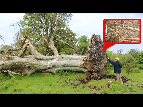 Des Tempêtes Abattent Un Arbre De 200 ans. Ce Que Les Scientifiques Découvrent Est Incroyable !