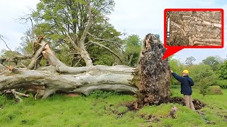 Des Tempêtes Abattent Un Arbre De 200 ans. Ce Que Les Scientifiques Découvrent Est Incroyable !