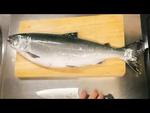 【モテる⁈】サクラマスの捌き方！白老沖のジギングでつりました。