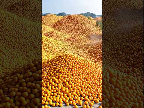 Unlimited Orange 🍊🤣🤣 #funny #funnyclip #comedy