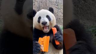 Cute Panda #shorts #shortvideo #animals #panda