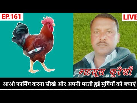 EP 161: देसी मुर्गी पालन //DESI MURGI PALAN is live!