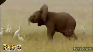 Bali With Kids Sad Cat Dance Baby Elephant Dima Kids Hbo Esl
