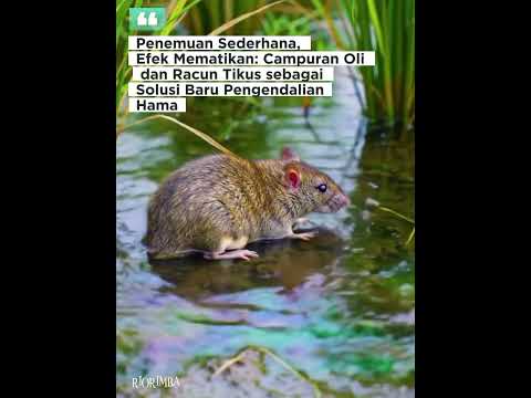 Penemuan sederhana dalam menanggulangi hama tikus menggunakan oli bekas #farming  #tikus #hamatikus