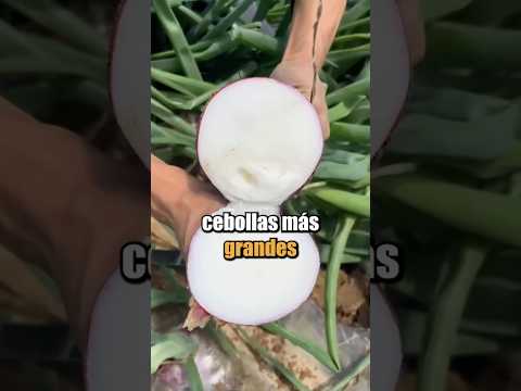 Este agricultor descubrió una técnica ingeniosapara cultivar cebollas más grandes
