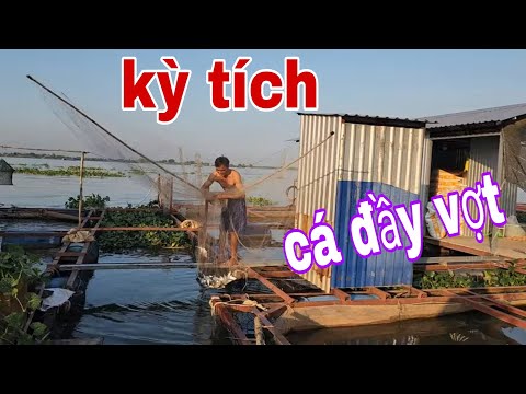 Ra Tới Bè Thấy Xác Chết Trôi Sông Lấy Vợt Xúc Đít Bè Trúng 1 Vợt Thấy Ớn Lạnh # SĂN BẮT ĐỒNG THÁP #