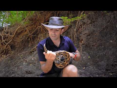 YouTube video thumbnail: Madagascar, Chameleon Island