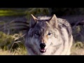 Understanding Blue Wilderness Dog Food