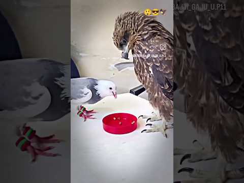 kabutar and baaz video#shortvideo #kabootar #bazz #viralvideo #trending