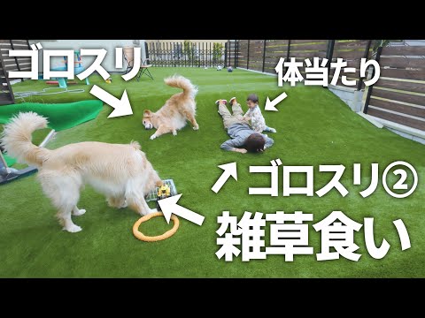 ドッグランで三者三様の遊び方をするファミリーがカオスww