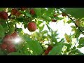 Data Collection Challenges in Agriculture