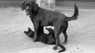 Fails so bad you don’t know whether to laugh or cry P2 - Funniest Videos Animals 🐧