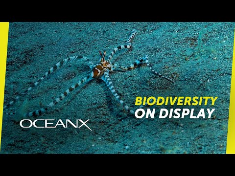 The Incredible Creatures of Lembeh Strait