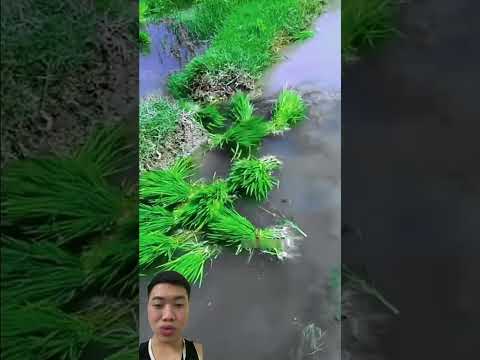 Vận chuyển cây giống thông minh hiệu quả #ricefarming #agriculture #farming #farmer