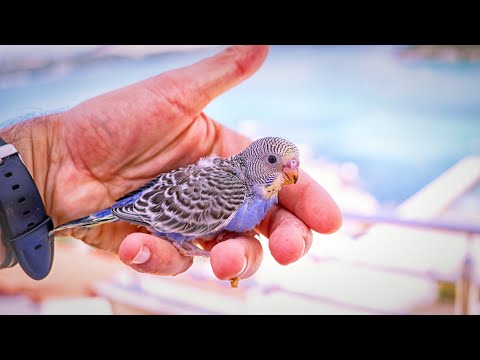 A Week in Paradise: Bonding with Budgies on Vacation