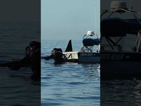 Killer whales passing close by private boat in Monterey California