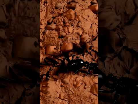 Ant Evolution Stage 1 to 7