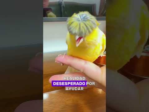 Why do Gloucester canaries bite their hair? #animals #Foryou #Friendship #Us #birds