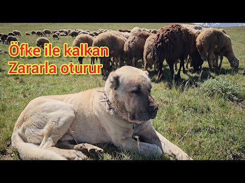 KEŞE NE OLDU ~KABADAYILIĞIN SONU KÖTÜ BİTTİ