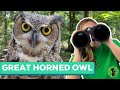 Exploring Great Horned Owl Adaptations and Ecology