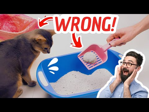 Never make THESE ❌ MISTAKES with YOUR CAT'S 🐱 LITTER BOX 🧼