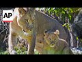 Animal Behavior During the 2017 Eclipse