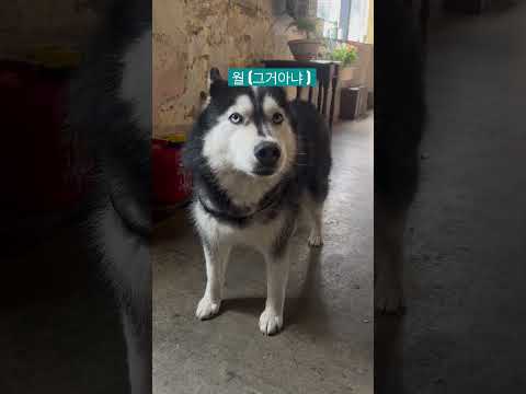 허스키에게 하울링을 해달라고 해보았다 ##허스키 #시베리안허스키 #dogs #husky #siberianhusky #perro #HuskySiberiano#interesante
