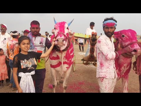 पळसगाव मैदान 2025 / khillar cow