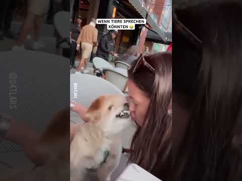 Wenn Tiere sprechen könnten #lustig #lol #funny #cat #memes #dog #pets #animals #tiere