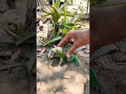 ASMR AMERICA'S 🐸🐸😁😁FROGORIGINAL DUBBLE BUBBLE GUM (3 FRUIT FLAVORS) AND,,,,part3🐸🐸😃😄🐸😃j2285