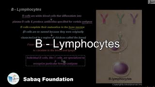 B - Lymphocytes