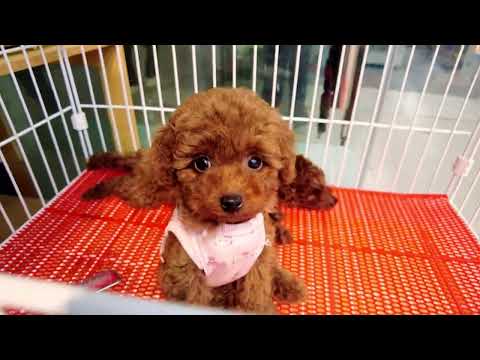 #chó#chóphốcsóc#dogcute Tik Tok Chó Phốc Sóc Mini  Funny and Cute Pomeranian | cute animals#617