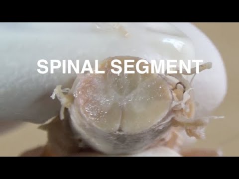 SPINAL SEGMENT