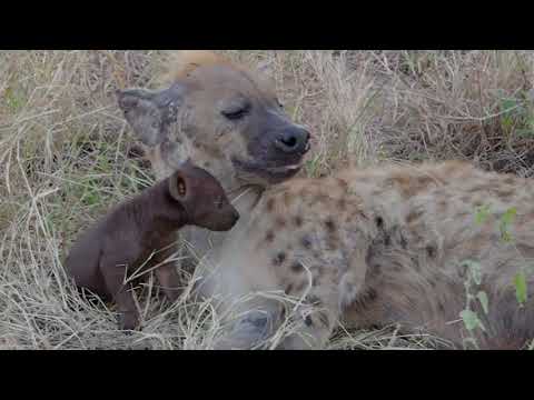 Spotted Hyena cubs suckling next to the road in Kruger National Park   by Private Kruger Safaris