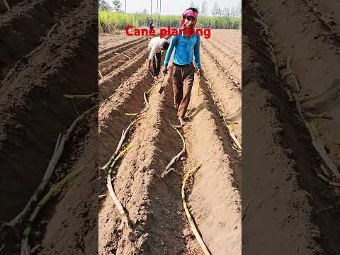 Cane planting