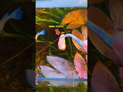 Mini Grapes Update 😱! #ytshorts #shrots #aquarium #snail #animals #pet #fish #nature #plantlover
