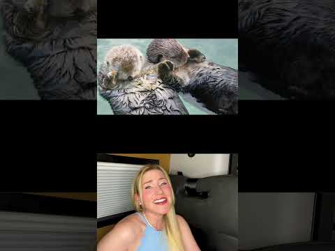 Wie verschiedene Tiere schlafen
